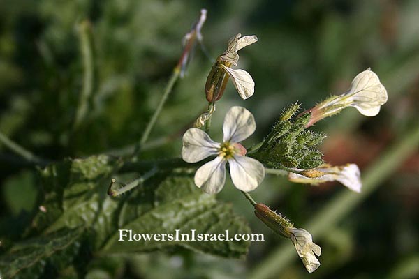 Roquette,Rucola,Rugula,cole wort,Arugula